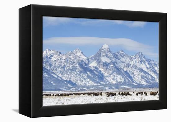 USA, Wyoming, Grand Teton National Park, Bison herd grazing in winter-Elizabeth Boehm-Framed Premier Image Canvas