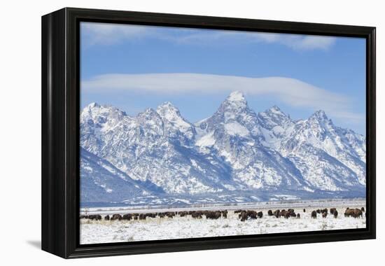 USA, Wyoming, Grand Teton National Park, Bison herd grazing in winter-Elizabeth Boehm-Framed Premier Image Canvas