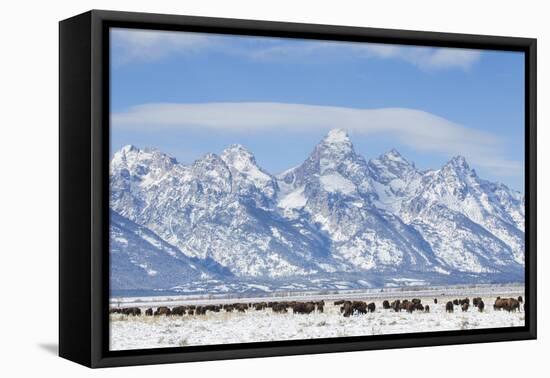 USA, Wyoming, Grand Teton National Park, Bison herd grazing in winter-Elizabeth Boehm-Framed Premier Image Canvas