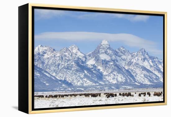 USA, Wyoming, Grand Teton National Park, Bison herd grazing in winter-Elizabeth Boehm-Framed Premier Image Canvas