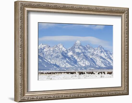 USA, Wyoming, Grand Teton National Park, Bison herd grazing in winter-Elizabeth Boehm-Framed Photographic Print