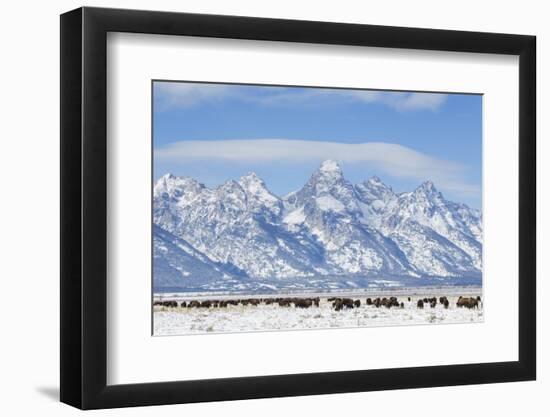 USA, Wyoming, Grand Teton National Park, Bison herd grazing in winter-Elizabeth Boehm-Framed Photographic Print