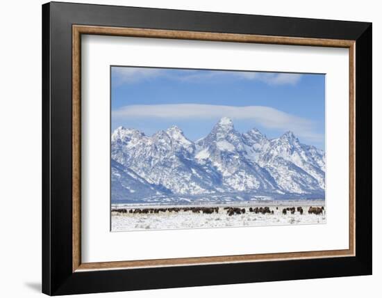 USA, Wyoming, Grand Teton National Park, Bison herd grazing in winter-Elizabeth Boehm-Framed Photographic Print