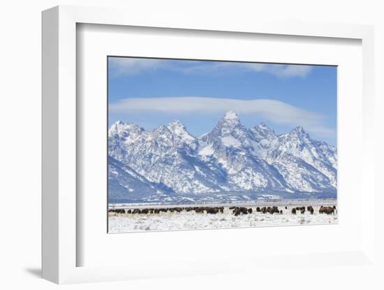 USA, Wyoming, Grand Teton National Park, Bison herd grazing in winter-Elizabeth Boehm-Framed Photographic Print