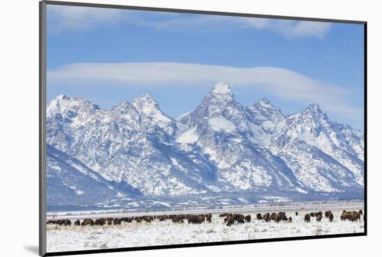 USA, Wyoming, Grand Teton National Park, Bison herd grazing in winter-Elizabeth Boehm-Mounted Photographic Print