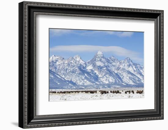 USA, Wyoming, Grand Teton National Park, Bison herd grazing in winter-Elizabeth Boehm-Framed Photographic Print