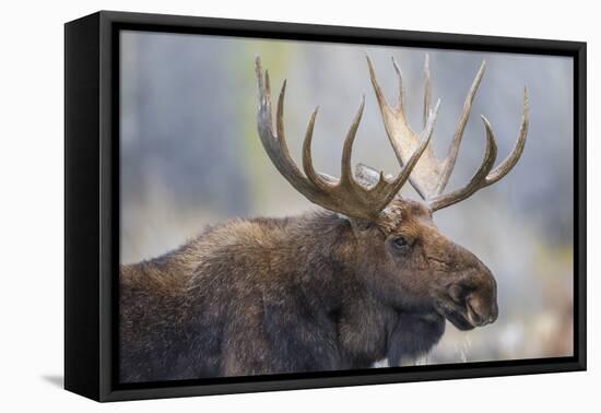 USA, Wyoming, Grand Teton National Park, bull moose-Elizabeth Boehm-Framed Premier Image Canvas