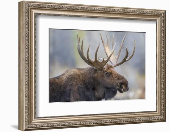 USA, Wyoming, Grand Teton National Park, bull moose-Elizabeth Boehm-Framed Photographic Print