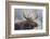 USA, Wyoming, Grand Teton National Park, bull moose-Elizabeth Boehm-Framed Photographic Print