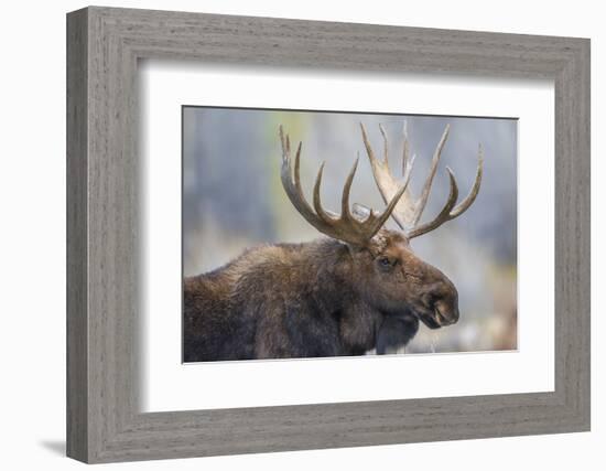 USA, Wyoming, Grand Teton National Park, bull moose-Elizabeth Boehm-Framed Photographic Print