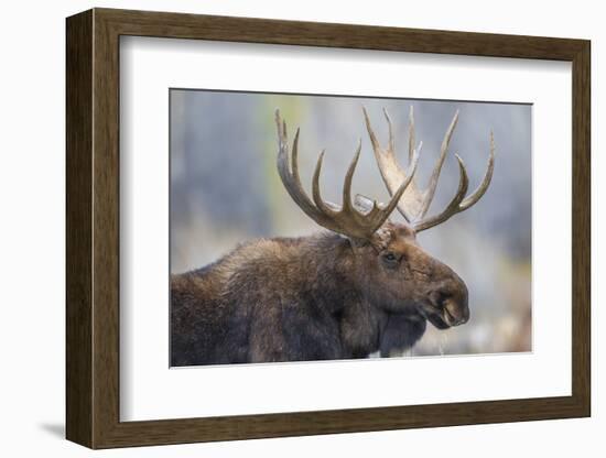 USA, Wyoming, Grand Teton National Park, bull moose-Elizabeth Boehm-Framed Photographic Print