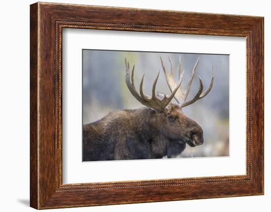 USA, Wyoming, Grand Teton National Park, bull moose-Elizabeth Boehm-Framed Photographic Print