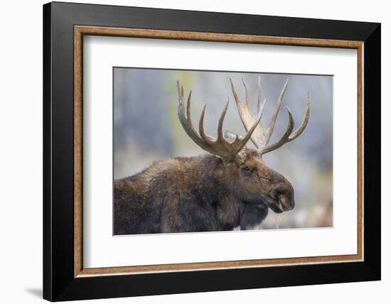 USA, Wyoming, Grand Teton National Park, bull moose-Elizabeth Boehm-Framed Photographic Print