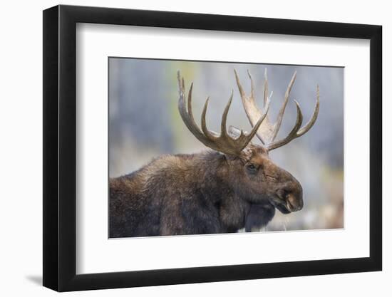 USA, Wyoming, Grand Teton National Park, bull moose-Elizabeth Boehm-Framed Photographic Print