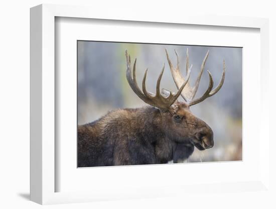 USA, Wyoming, Grand Teton National Park, bull moose-Elizabeth Boehm-Framed Photographic Print