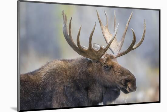 USA, Wyoming, Grand Teton National Park, bull moose-Elizabeth Boehm-Mounted Photographic Print