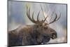 USA, Wyoming, Grand Teton National Park, bull moose-Elizabeth Boehm-Mounted Photographic Print