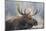 USA, Wyoming, Grand Teton National Park, bull moose-Elizabeth Boehm-Mounted Photographic Print