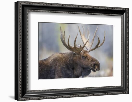 USA, Wyoming, Grand Teton National Park, bull moose-Elizabeth Boehm-Framed Photographic Print