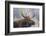 USA, Wyoming, Grand Teton National Park, bull moose-Elizabeth Boehm-Framed Photographic Print