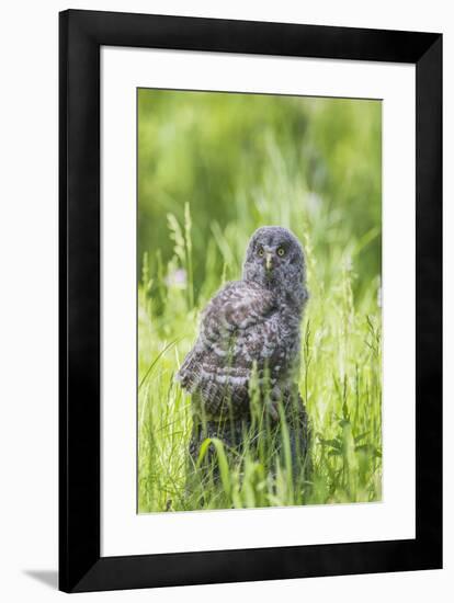 USA, Wyoming, Grand Teton National Park, Great Gray Owl Fledgling sitting-Elizabeth Boehm-Framed Premium Photographic Print