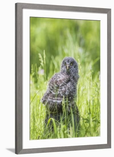 USA, Wyoming, Grand Teton National Park, Great Gray Owl Fledgling sitting-Elizabeth Boehm-Framed Premium Photographic Print