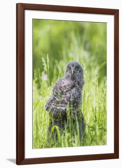 USA, Wyoming, Grand Teton National Park, Great Gray Owl Fledgling sitting-Elizabeth Boehm-Framed Premium Photographic Print