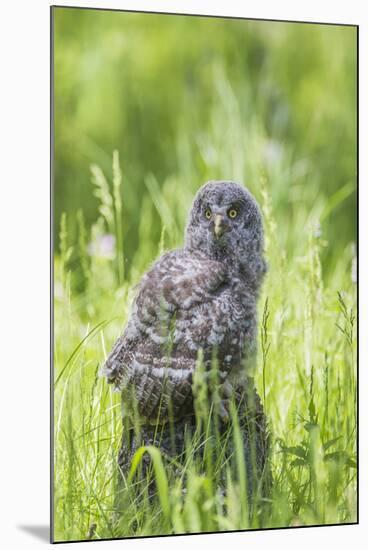 USA, Wyoming, Grand Teton National Park, Great Gray Owl Fledgling sitting-Elizabeth Boehm-Mounted Premium Photographic Print