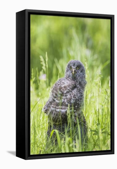 USA, Wyoming, Grand Teton National Park, Great Gray Owl Fledgling sitting-Elizabeth Boehm-Framed Premier Image Canvas