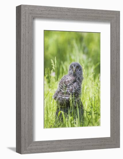 USA, Wyoming, Grand Teton National Park, Great Gray Owl Fledgling sitting-Elizabeth Boehm-Framed Photographic Print