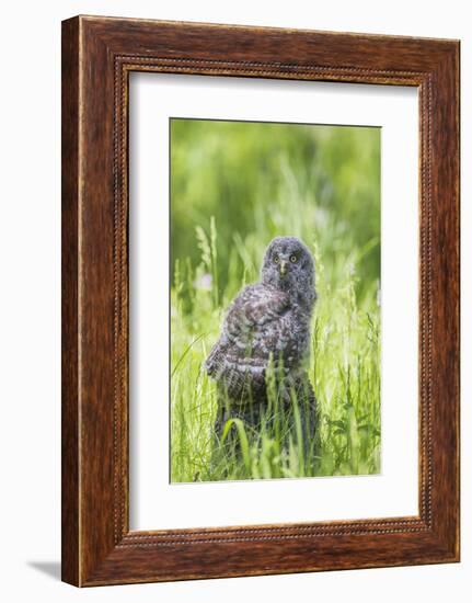 USA, Wyoming, Grand Teton National Park, Great Gray Owl Fledgling sitting-Elizabeth Boehm-Framed Photographic Print