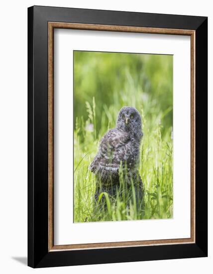 USA, Wyoming, Grand Teton National Park, Great Gray Owl Fledgling sitting-Elizabeth Boehm-Framed Photographic Print