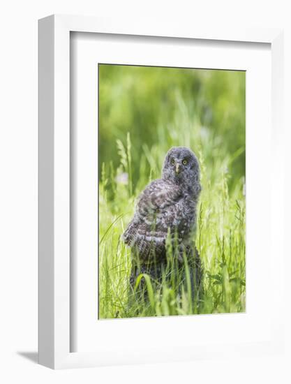 USA, Wyoming, Grand Teton National Park, Great Gray Owl Fledgling sitting-Elizabeth Boehm-Framed Photographic Print