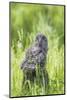 USA, Wyoming, Grand Teton National Park, Great Gray Owl Fledgling sitting-Elizabeth Boehm-Mounted Photographic Print