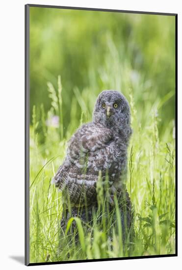 USA, Wyoming, Grand Teton National Park, Great Gray Owl Fledgling sitting-Elizabeth Boehm-Mounted Photographic Print