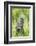 USA, Wyoming, Grand Teton National Park, Great Gray Owl Fledgling sitting-Elizabeth Boehm-Framed Photographic Print