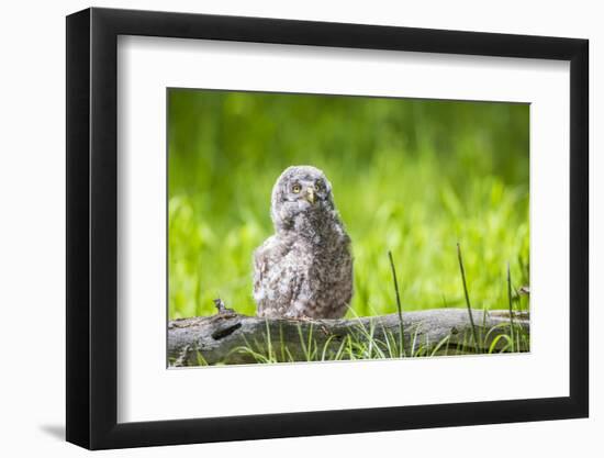 USA, Wyoming, Grand Teton National Park, Great Gray Owl Fledgling sitting-Elizabeth Boehm-Framed Photographic Print