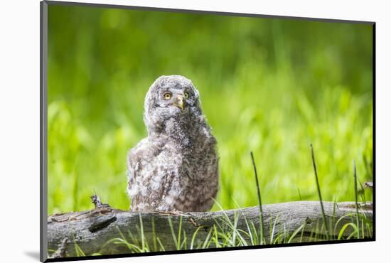 USA, Wyoming, Grand Teton National Park, Great Gray Owl Fledgling sitting-Elizabeth Boehm-Mounted Photographic Print