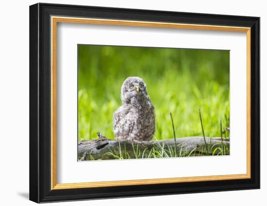 USA, Wyoming, Grand Teton National Park, Great Gray Owl Fledgling sitting-Elizabeth Boehm-Framed Photographic Print