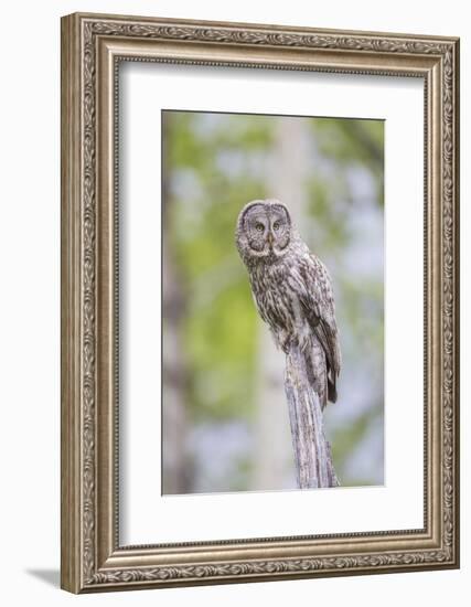 USA, Wyoming, Grand Teton National Park, Great Gray Owl perches on a stump.-Elizabeth Boehm-Framed Photographic Print