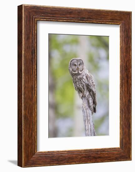 USA, Wyoming, Grand Teton National Park, Great Gray Owl perches on a stump.-Elizabeth Boehm-Framed Photographic Print