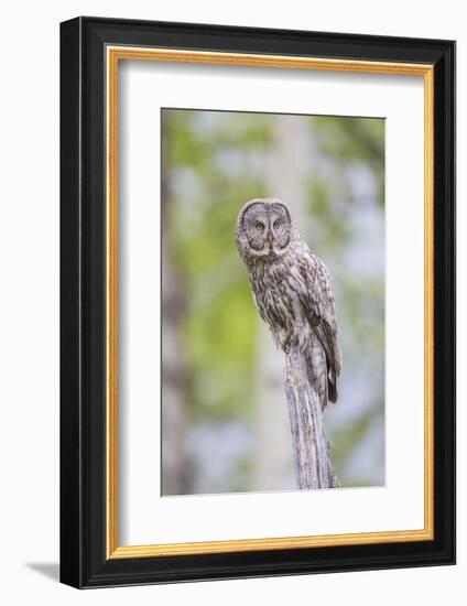 USA, Wyoming, Grand Teton National Park, Great Gray Owl perches on a stump.-Elizabeth Boehm-Framed Photographic Print