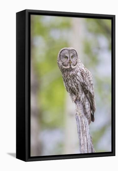 USA, Wyoming, Grand Teton National Park, Great Gray Owl perches on a stump.-Elizabeth Boehm-Framed Premier Image Canvas