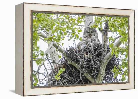 USA, Wyoming, Grand Teton National Park, Great Gray Owl sits on her stick nest-Elizabeth Boehm-Framed Premier Image Canvas