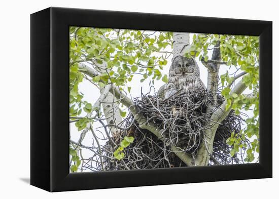USA, Wyoming, Grand Teton National Park, Great Gray Owl sits on her stick nest-Elizabeth Boehm-Framed Premier Image Canvas