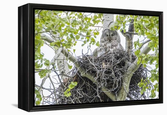 USA, Wyoming, Grand Teton National Park, Great Gray Owl sits on her stick nest-Elizabeth Boehm-Framed Premier Image Canvas