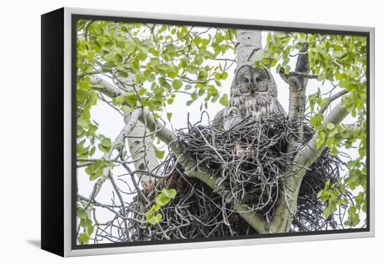 USA, Wyoming, Grand Teton National Park, Great Gray Owl sits on her stick nest-Elizabeth Boehm-Framed Premier Image Canvas