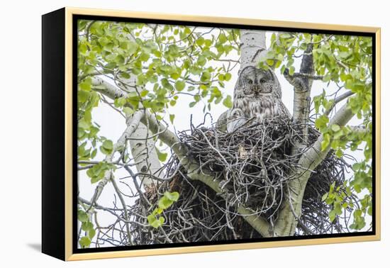 USA, Wyoming, Grand Teton National Park, Great Gray Owl sits on her stick nest-Elizabeth Boehm-Framed Premier Image Canvas