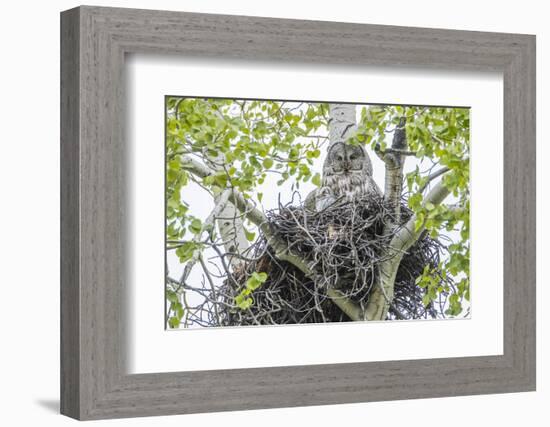 USA, Wyoming, Grand Teton National Park, Great Gray Owl sits on her stick nest-Elizabeth Boehm-Framed Photographic Print