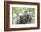 USA, Wyoming, Grand Teton National Park, Great Gray Owl sits on her stick nest-Elizabeth Boehm-Framed Photographic Print